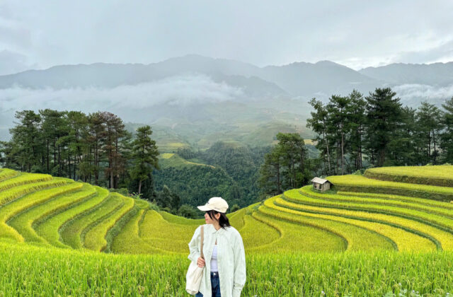 Khám Phá Tây Bắc Mùa Lúa Chín: Hành Trình Qua Những Ruộng Bậc Thang Vàng Óng