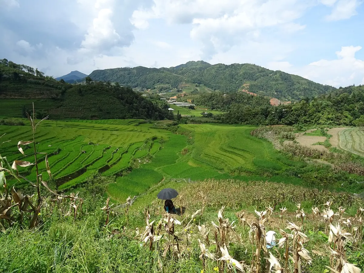 Người đi trên đường đất giữa ruộng bậc thang và nương ngô ở Sa Pa