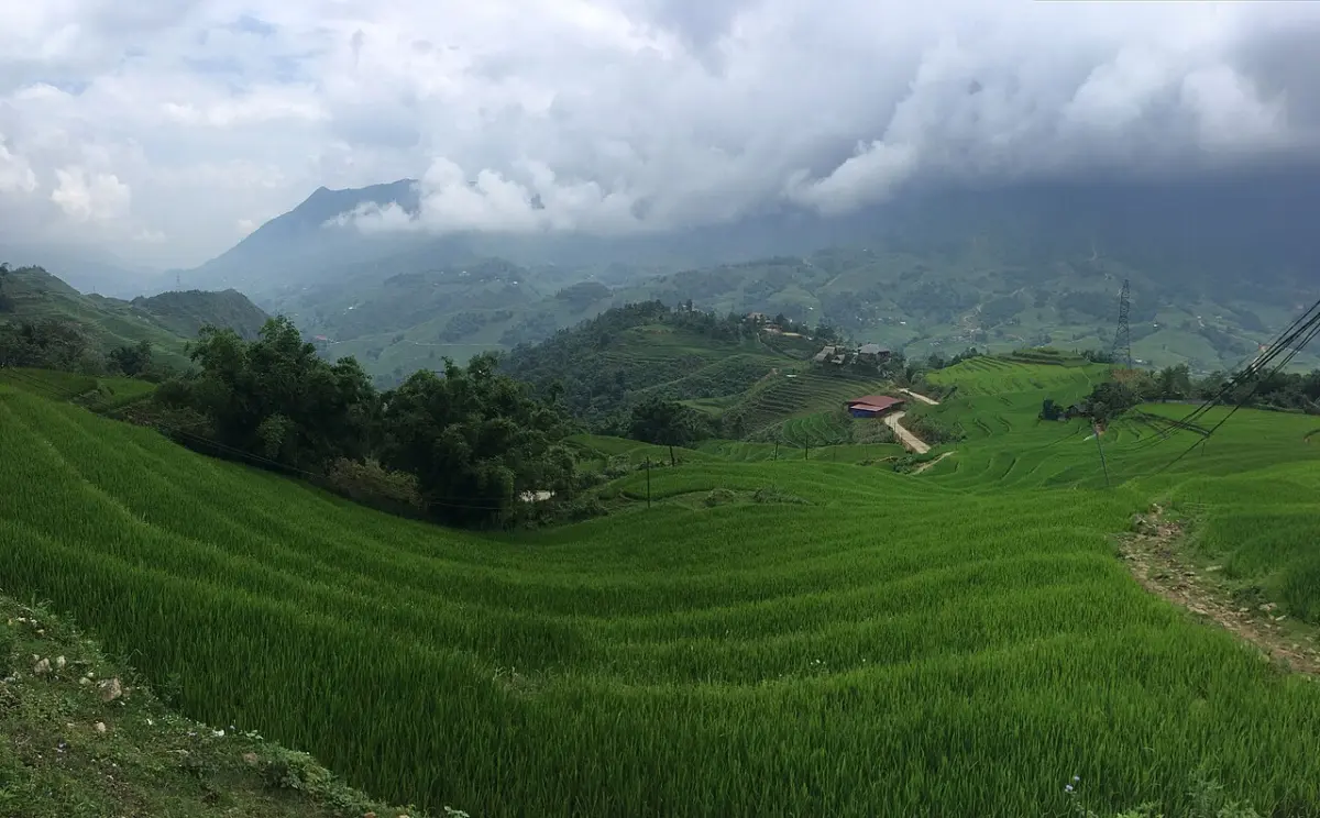 Ruộng bậc thang xanh trên sườn đồi Sa Pa, mây trắng phủ núi phía xa